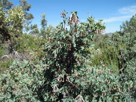 Desert Snowberry (Symphoricarpos longiflorus)