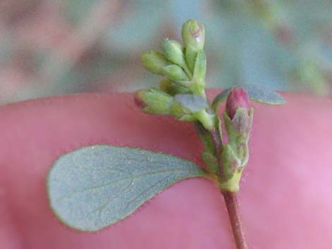 Desert Snowberry (Symphoricarpos longiflorus)