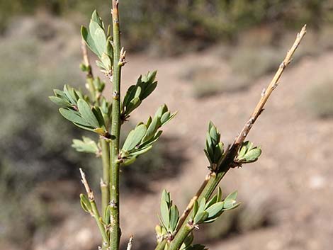 Desert Snowberry (Symphoricarpos longiflorus)