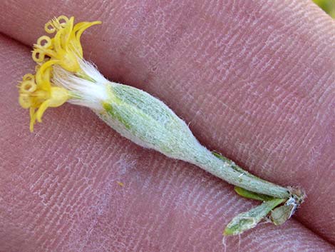 Longspine Horsebrush (Tetradymia axillaris)