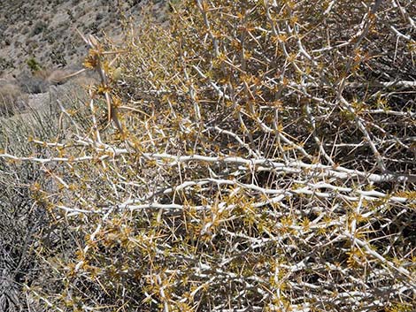 Longspine Horsebrush (Tetradymia axillaris)