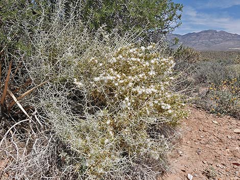 Longspine Horsebrush (Tetradymia axillaris)