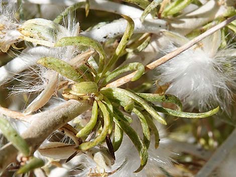 Longspine Horsebrush (Tetradymia axillaris)