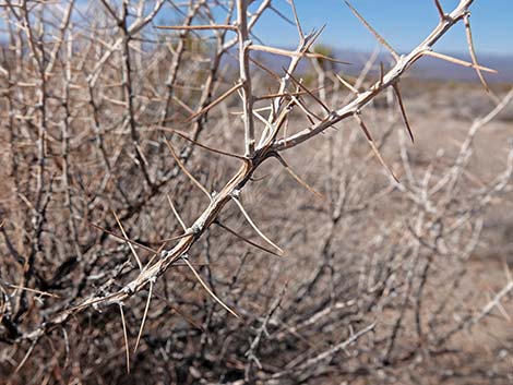 Longspine Horsebrush (Tetradymia axillaris)