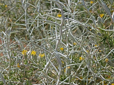 Longspine Horsebrush (Tetradymia axillaris)