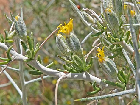 Longspine Horsebrush (Tetradymia axillaris)