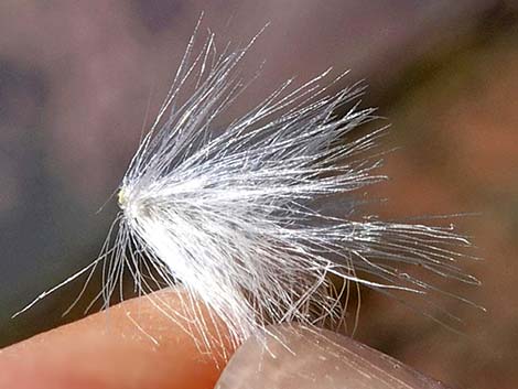 Longspine Horsebrush (Tetradymia axillaris)