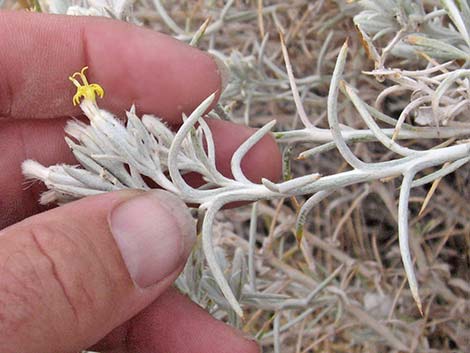 Mojave Cottonthorn (Tetradymia stenolepis)