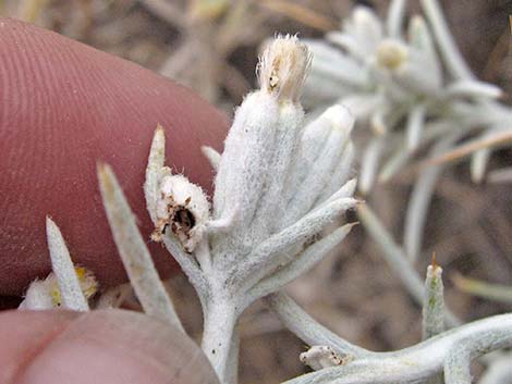 Mojave Cottonthorn (Tetradymia stenolepis)