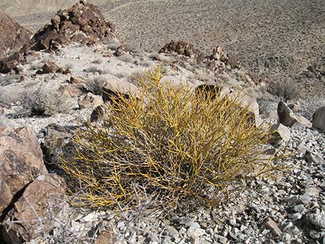 Turpentinebroom (Thamnosma montana)