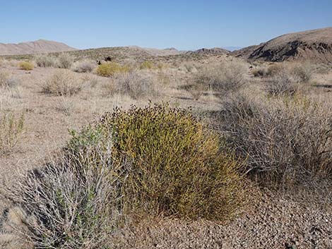 Turpentinebroom (Thamnosma montana)