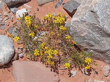 Dogweed Pricklyleaf (Thymophylla acerosa)