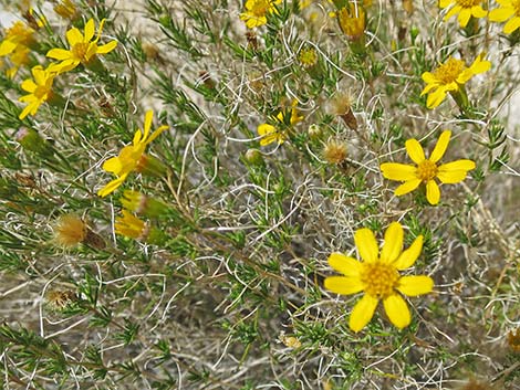 Dogweed Pricklyleaf (Thymophylla acerosa)