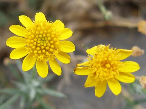 Fiveneedle Pricklyleaf (Thymophylla pentachaeta)