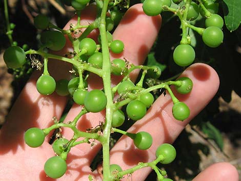 Canyon Grape (Vitis arizonica)