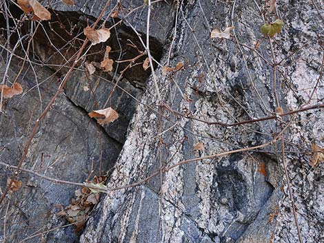 Canyon Grape (Vitis arizonica)