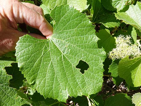 Canyon Grape (Vitis arizonica)