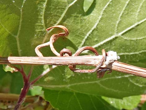 Canyon Grape (Vitis arizonica)