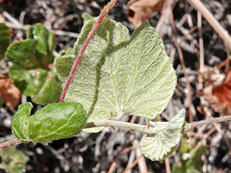 Canyon Grape (Vitis arizonica)