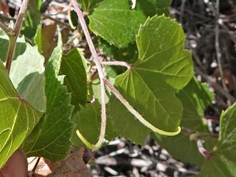 Canyon Grape (Vitis arizonica)