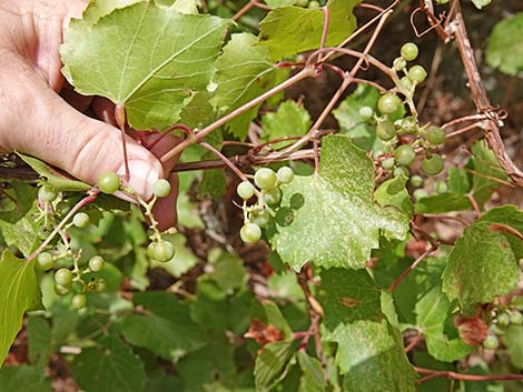 Canyon Grape (Vitis arizonica)