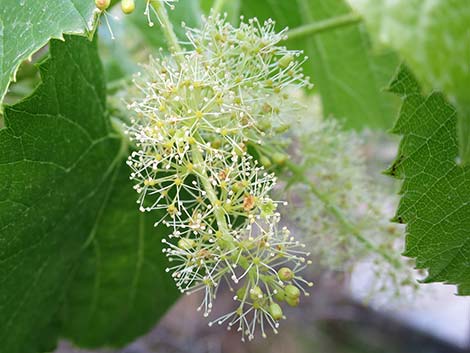 Canyon Grape (Vitis arizonica)