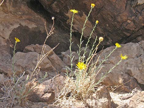 Spiny Goldenweed (Xanthisma spinulosum)