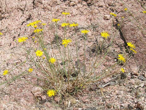 Spiny Goldenweed (Xanthisma spinulosum)