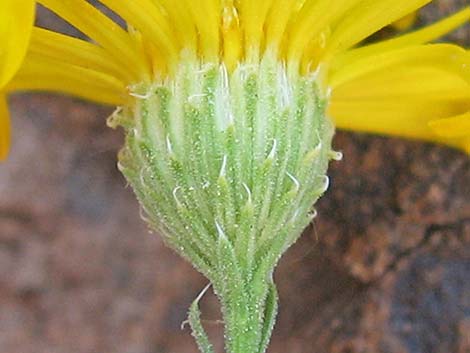 Spiny Goldenweed (Xanthisma spinulosum)