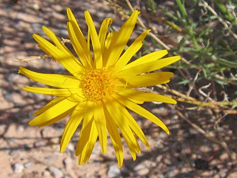 Spiny Goldenweed (Xanthisma spinulosum)