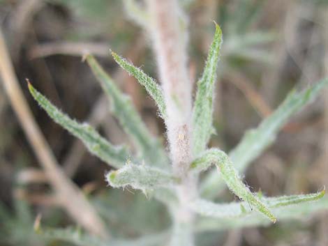 Desert Aster (Xylorhiza tortifolia)