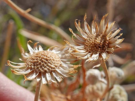 Desert Aster (Xylorhiza tortifolia)