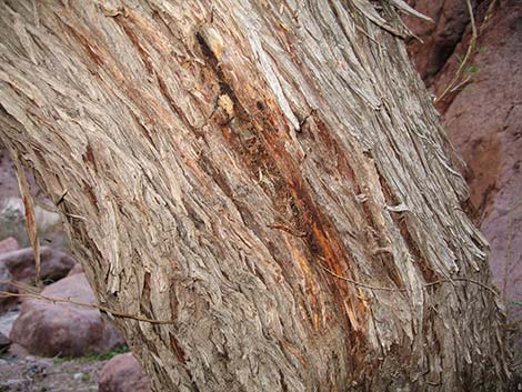 Catclaw Acacia (Acacia greggii)