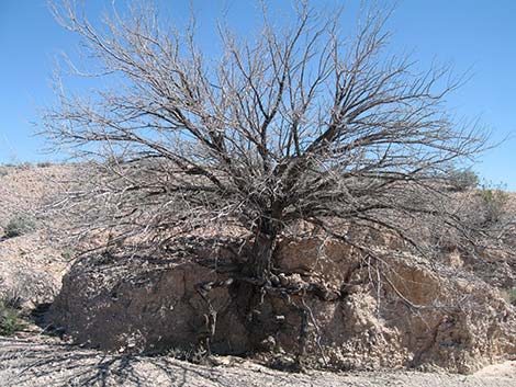 Catclaw Acacia (Acacia greggii)