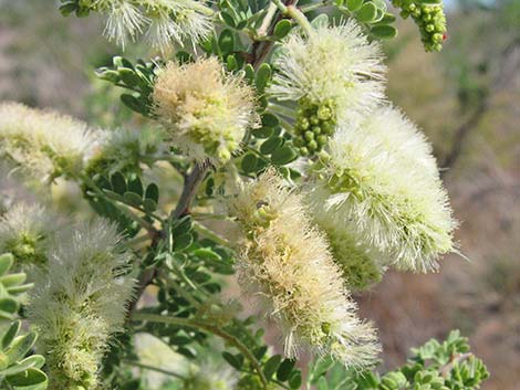 Catclaw Acacia (Acacia greggii)