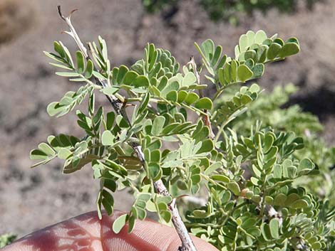 Catclaw Acacia (Acacia greggii)