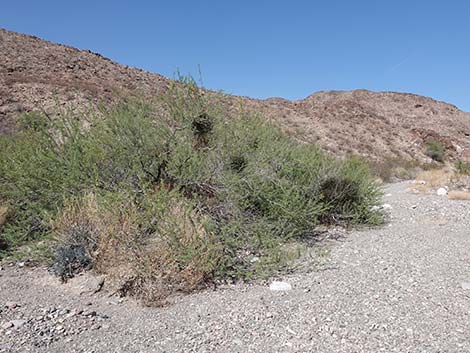 Catclaw Acacia (Acacia greggii)