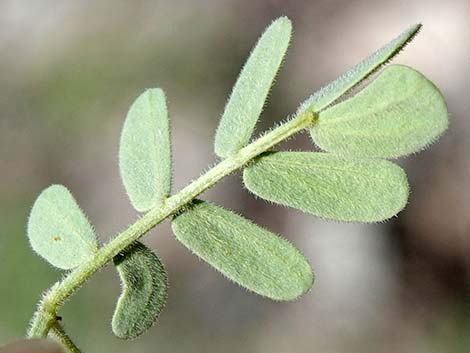 Catclaw Acacia (Acacia greggii)