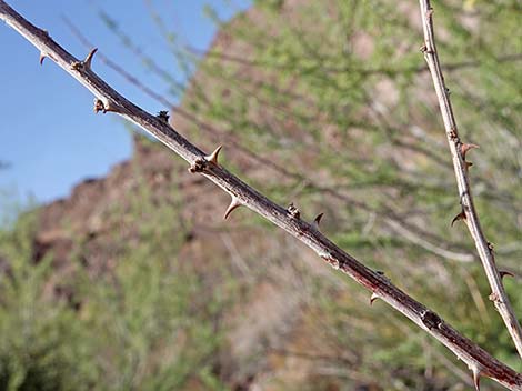 Catclaw Acacia (Acacia greggii)