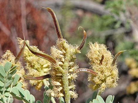 Catclaw Acacia (Acacia greggii)