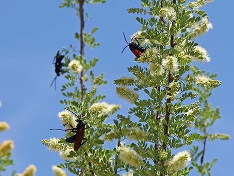 Catclaw Acacia (Acacia greggii)