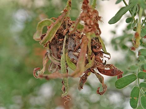 Catclaw Acacia (Acacia greggii)