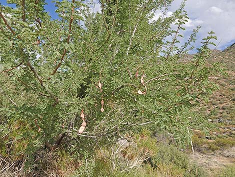 Catclaw Acacia (Acacia greggii)