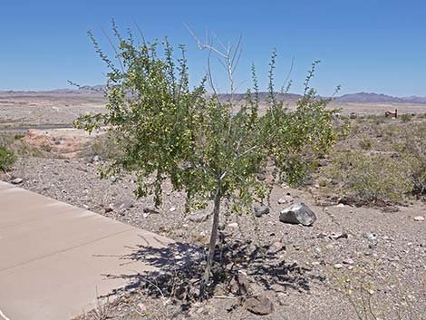 Catclaw Acacia (Acacia greggii)