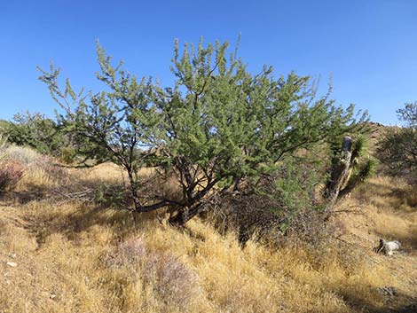 Catclaw Acacia (Acacia greggii)