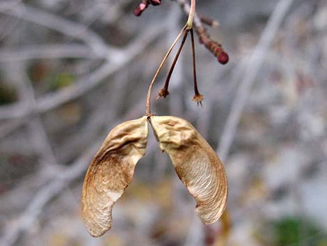 Rocky Mountain Maple (Acer glabrum var. diffusum)