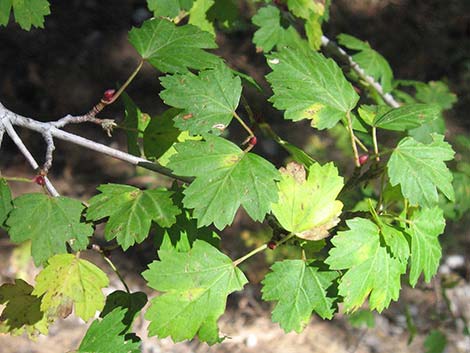 Rocky Mountain Maple (Acer glabrum var. diffusum)