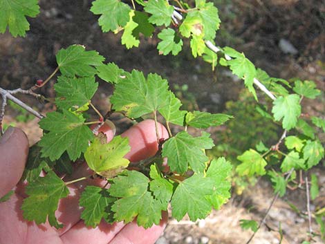 Rocky Mountain Maple (Acer glabrum var. diffusum)