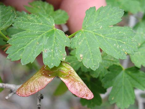 Rocky Mountain Maple (Acer glabrum var. diffusum)