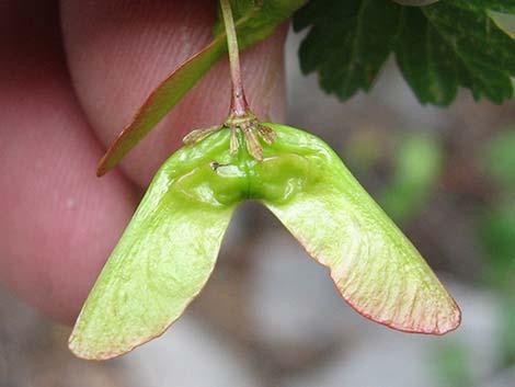 Rocky Mountain Maple (Acer glabrum var. diffusum)